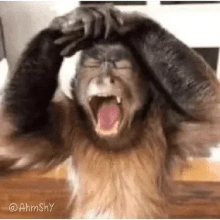 Telegram sticker 🐵 - ᗷY @ahMshY 𓉮 . Monkeys
