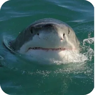 Video sticker 😒 Shark🦈