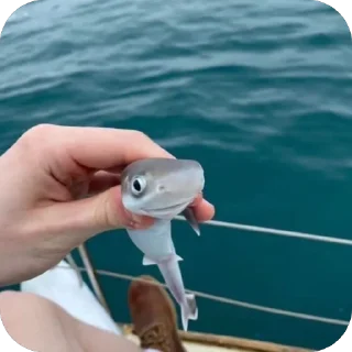 Video sticker 🫥 Shark🦈