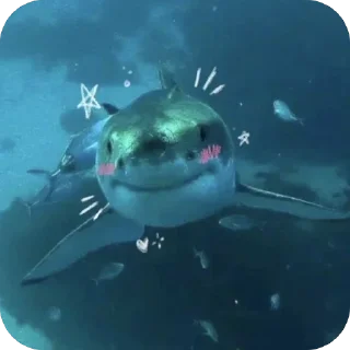 Telegram sticker 🙂 Shark🦈