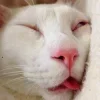 Video sticker 🌚 Лухшонка�...