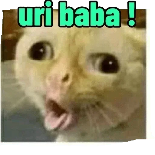 Телеграм стикер 😯 @JALWA4HAI4HAMARA