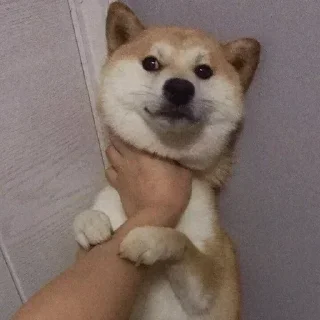 Телеграм стикер 😤 Goha