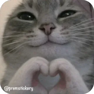 Video sticker ❤️ Больше стиков тут: @stikery4