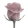 Video sticker 🌹 she ➜ @emoji1