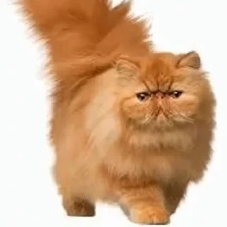 Video sticker 🤩 Больше стиков тут: @stikery4