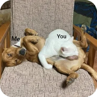 Телеграм стикер 🐶 Ballzskip @MoiStikiBot