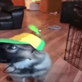 Video sticker 🤪 Animals I Spam.