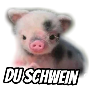 Telegram sticker 🐷 Chläberli 2