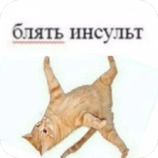Video sticker 🫥 На все случаи жизни