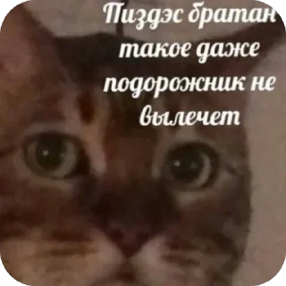 Video sticker 🫥 На все случаи жизни