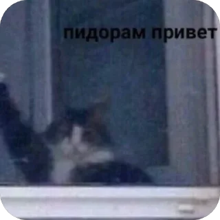 Telegram sticker 🫥 На все случаи жизни