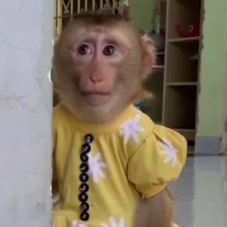 Video sticker 😔 monkess :: @fStikBot