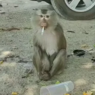 Video sticker 🌟 monkess :: @fStikBot