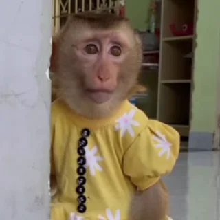 Video sticker 😔 monkess :: @fStikBot