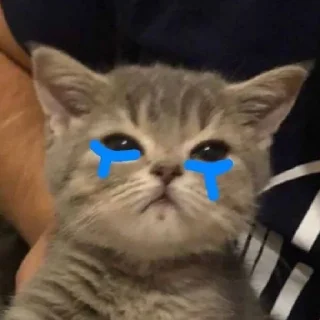 Telegram sticker 😿 ddawn