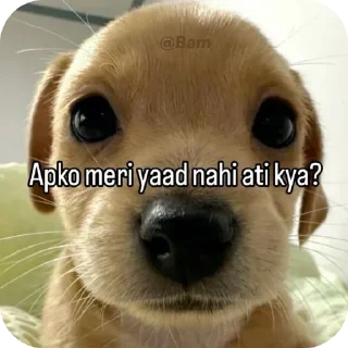 Video sticker 🐶 Faduu Pack 🤣 @cute_stickers_gi :: @fStikBot