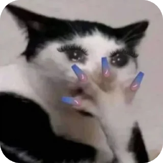 Video sticker 🐱 IDK،