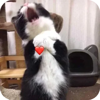 Video sticker 🐱 IDK،
