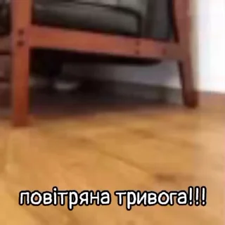 Video sticker 🦔 🦔ЇЖАчки🦔