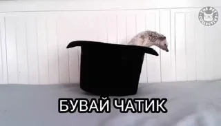 Video sticker 🦔 🦔ЇЖАчки🦔