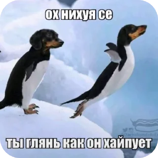 Telegram sticker 😇 хуй