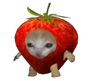 Telegram sticker 🐈 @sin4nw