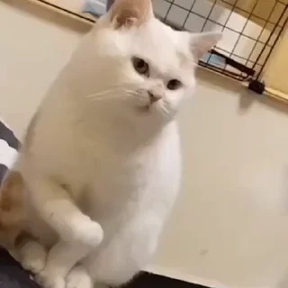 Video sticker 💪 𝕓𝕚𝕦 𝕓𝕚𝕦 ⁀➷🤍营业🈺中
