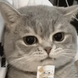 Video sticker 😋 𝕓𝕚𝕦 𝕓𝕚𝕦 ⁀➷🤍营业🈺中