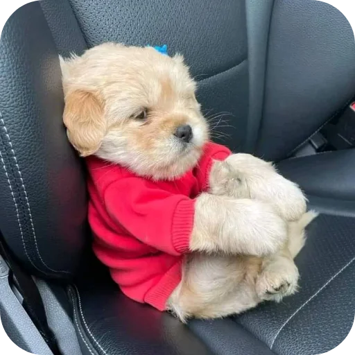 Телеграм стикер 🐶 kellow's fav stk