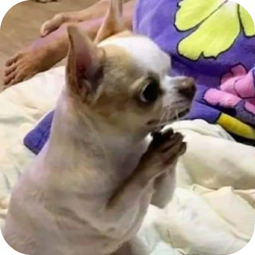 Телеграм стикер 🐶 kellow's fav stk