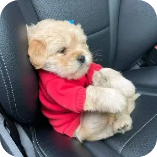 Video sticker 🐶 kellow's fav stk