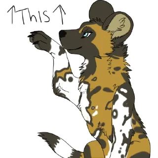 Video sticker 👆 Jibwa