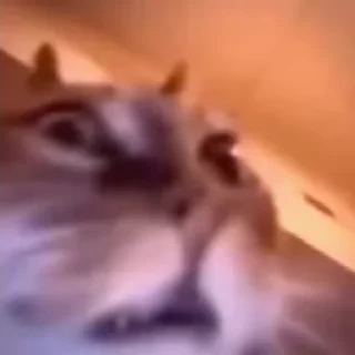 Video sticker 😫 от души родная