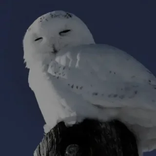 Video sticker 🦉 Owl @unique_under_sky