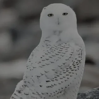 Video sticker 🦉 Owl @unique_under_sky