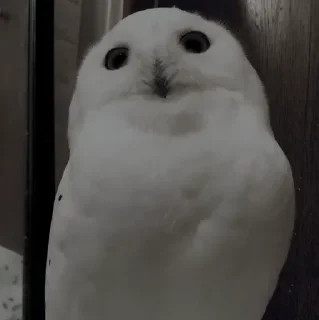 Video sticker 🦉 Owl @unique_under_sky