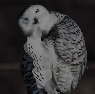 Telegram sticker 🦉 Owl @unique_under_sky
