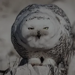 Telegram sticker 🦉 Owl @unique_under_sky