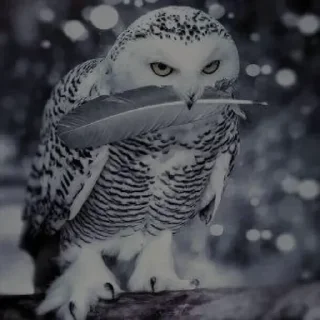 Telegram sticker 🦉 Owl @unique_under_sky