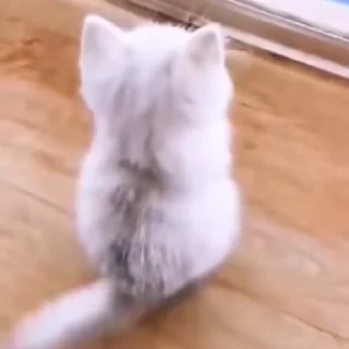 Video sticker 🧹 Dissolute.