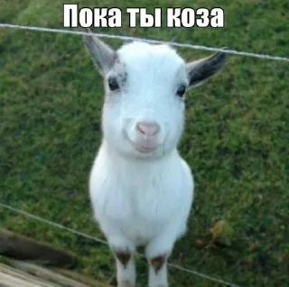 Video sticker 👋 Dissolute.