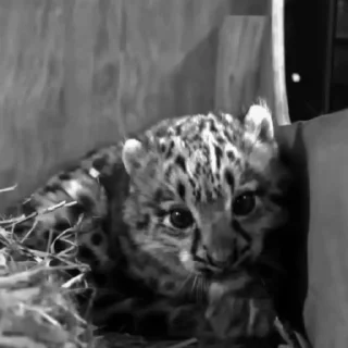 Video sticker ➖ 𝐌̶𝐈̲̍𝐑̸̱̒𝐀̷̸̲𝐈̲̍𝐋̱ | @M1LBROM :: @fStikBot