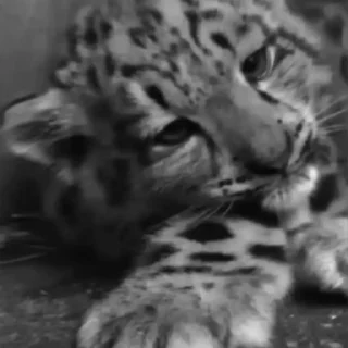 Video sticker ➖ 𝐌̶𝐈̲̍𝐑̸̱̒𝐀̷̸̲𝐈̲̍𝐋̱ | @M1LBROM :: @fStikBot