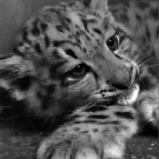 Video sticker ➖ 𝐌̶𝐈̲̍𝐑̸̱̒𝐀̷̸̲𝐈̲̍𝐋̱ | @M1LBROM :: @fStikBot