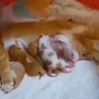 Video sticker 🐈 abafa o caso