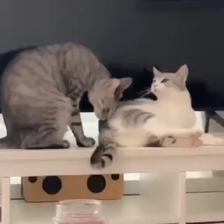 Video sticker 😼 abafa o caso