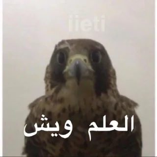 Telegram sticker 🐦 @iieti (Majed)