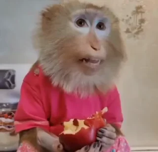 Video sticker 😐 Похуймасм :: @fStikBot