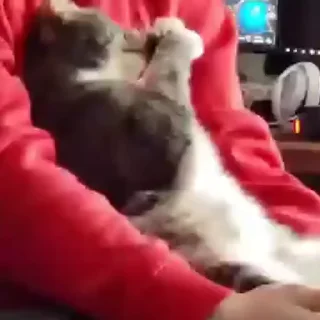Video sticker 😦 Больше стикеров: @stikery_18y